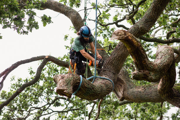  Saco, ME Tree Removal Services Pros